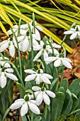 GALANTHUS GODFREY OWEN