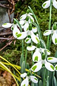 GALANTHUS TRUMPS