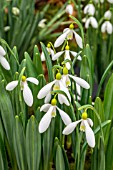 GALANTHUS MADELAINE