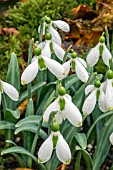 GALANTHUS GRAVE CONCERN