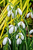 GALANTHUS MADELAINE