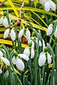 GALANTHUS RON GINNS BYZANTINUS