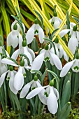 GALANTHUS SEAGULL