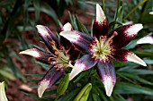 LILIUM NETTYS PRIDE