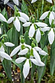 GALANTHUS UNDER CHERRY PLUM