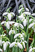 GALANTHUS AILWYN