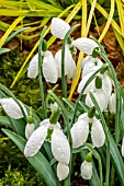 GALANTHUS WALTER CANADA