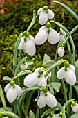 GALANTHUS RUTH DASHWOOD