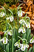 GALANTHUS PHILLIPE ANDRE MEYER