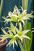 HIPPEASTRUM EVERGREEN