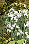 GALANTHUS MARJORIE BROWN