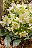 HELLEBORUS ICE CREAM