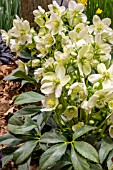 HELLEBORUS ICE CREAM