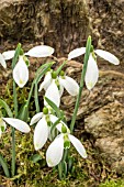 GALANTHUS AMY DONCASTER