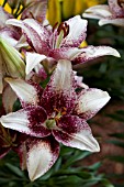 LILIUM BURGUNDY SPLASH