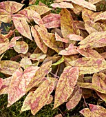 EPIMEDIUM LISHIHCHENII