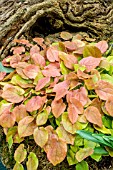 EPIMEDIUM VERSICOLOR NEOSULPHUREUM