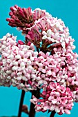 VIBURNUM X BODNANTENSE DAWN