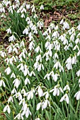 GALANTHUS ATKINSII