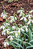 GALANTHUS TRUMPS