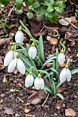 GALANTHUS MOORTOWN