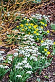 GALANTHUS NIVALIS F. PLENIFLORUS FLORE PLENA