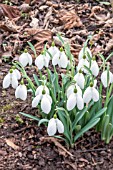 GALANTHUS FALKLAND HOUSE