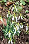 GALANTHUS DING DONG