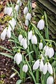 GALANTHUS SENTINEL