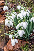 GALANTHUS BERTRAM ANDERSON