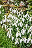 GALANTHUS ATKINSII