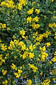 GENISTA CANARIENSIS