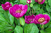 PAEONIA MASCULA