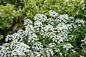 PACHYPHRAGMA MACROPHYLLUM