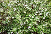 DEUTZIA GRACILIS