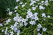 IPHEION UNIFLORUM