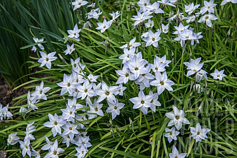 IPHEION_UNIFLORUM