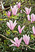 MAGNOLIA HEAVEN SCENT