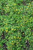 CORONILLA EMERUS