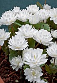 SANGUINARIA CANADENSIS FORMA. MULTIPLEX