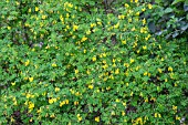 CORONILLA EMERUS