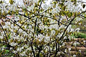 AMELANCHIER LEMARKII