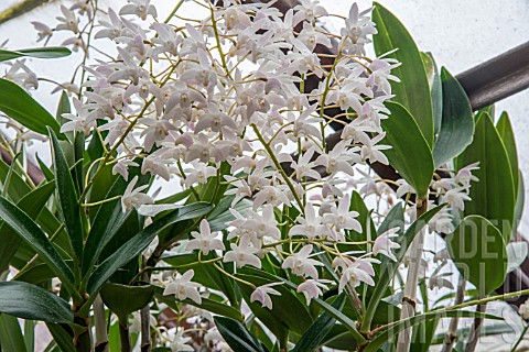 DENDROBIUM_KINGIANUM_ALBUM