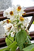 SPARMANNIA AFRICANA