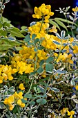 CORONILLA VALENTINA SSP. GLAUCA VARIEGATA