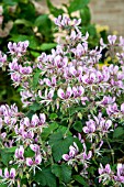 PELARGONIUM CORDIFOLIUM VAR. RUBROCINCTUM