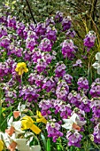 ERYSIMUM WINTER JOY