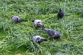 PIGEONS FERAL (COLUMBA LIVIA)