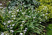 IRIS JAPONICA