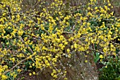 CORNUS MAS AUREA